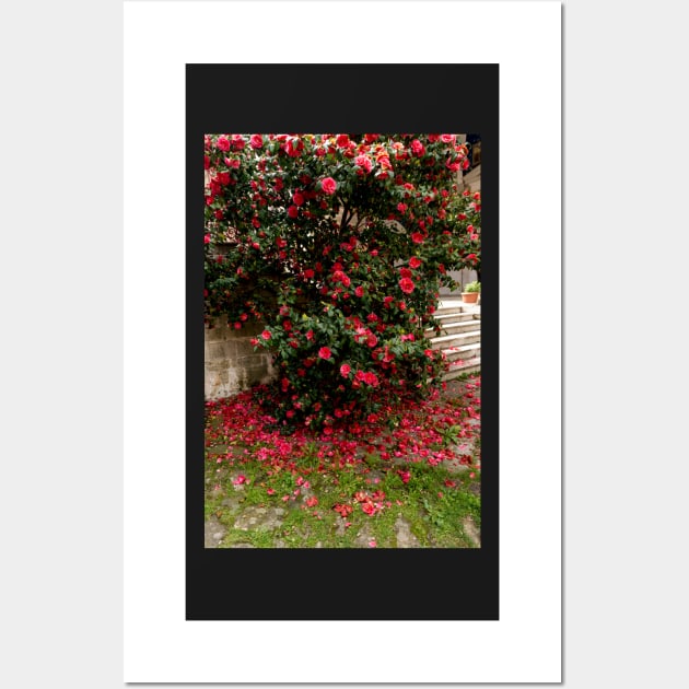 Red camellia flowers blooming in the garden Wall Art by NxtArt